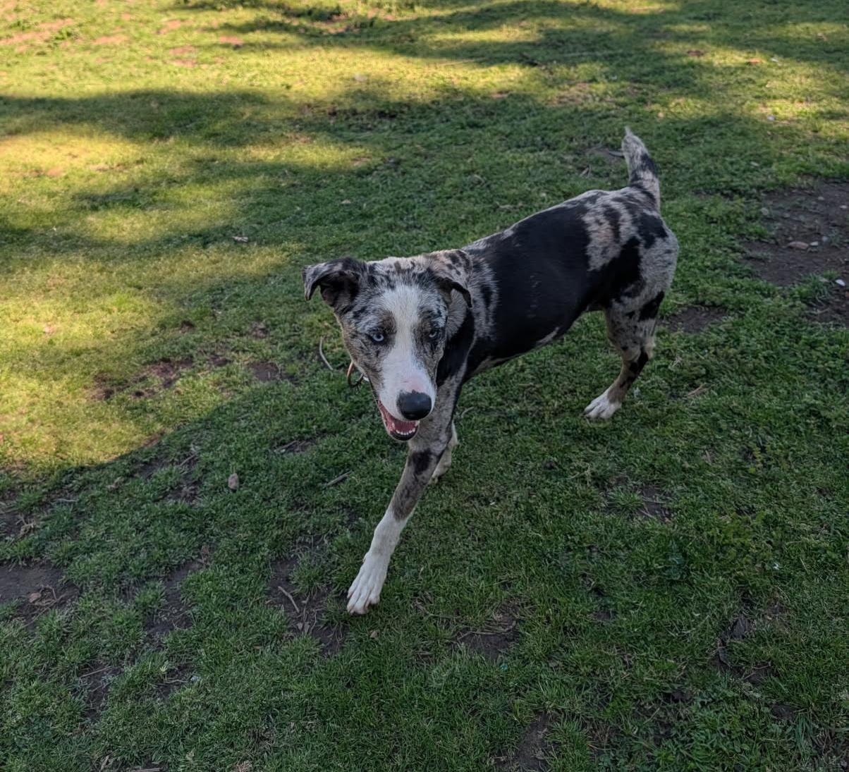 Enlarge Cookie, a ADOPTABLE mixed breed in Okmulgee, OK image 5/6