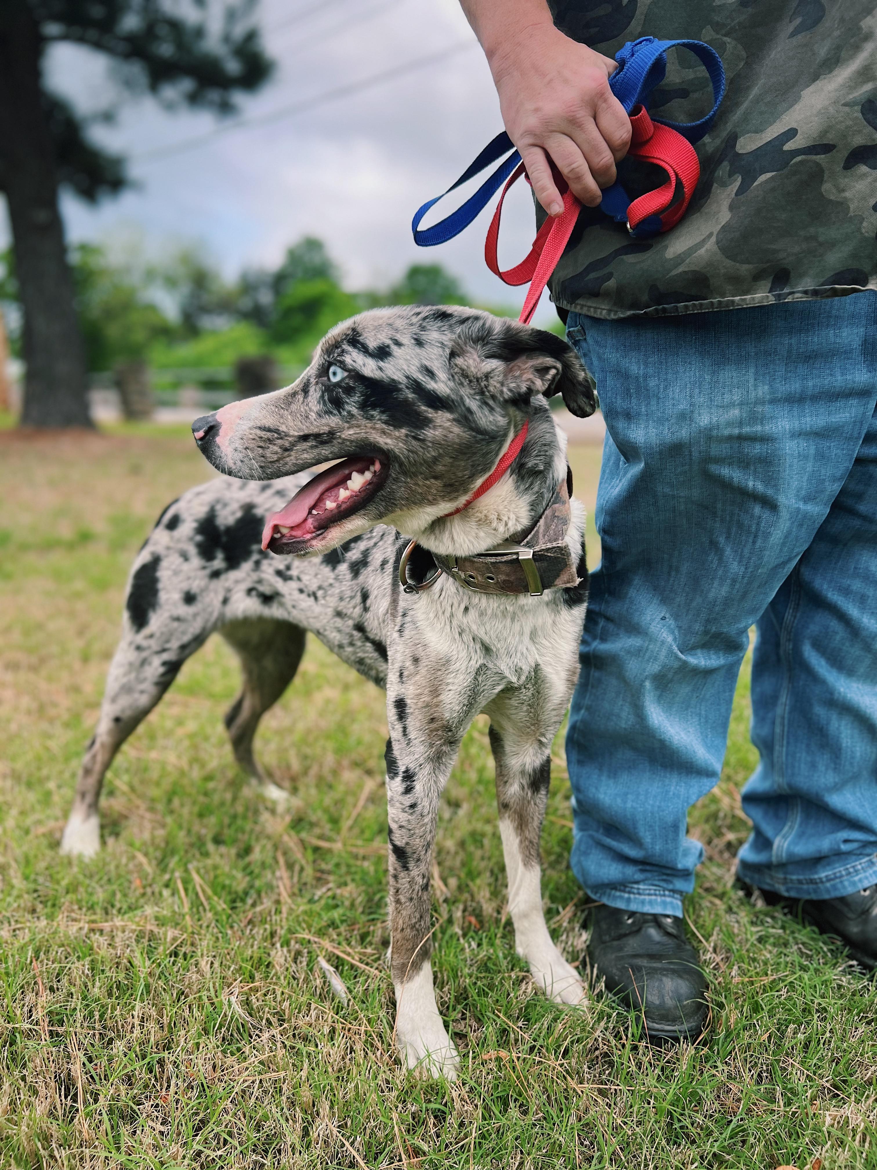 Enlarge Cookie, a ADOPTABLE mixed breed in Okmulgee, OK image 2/6