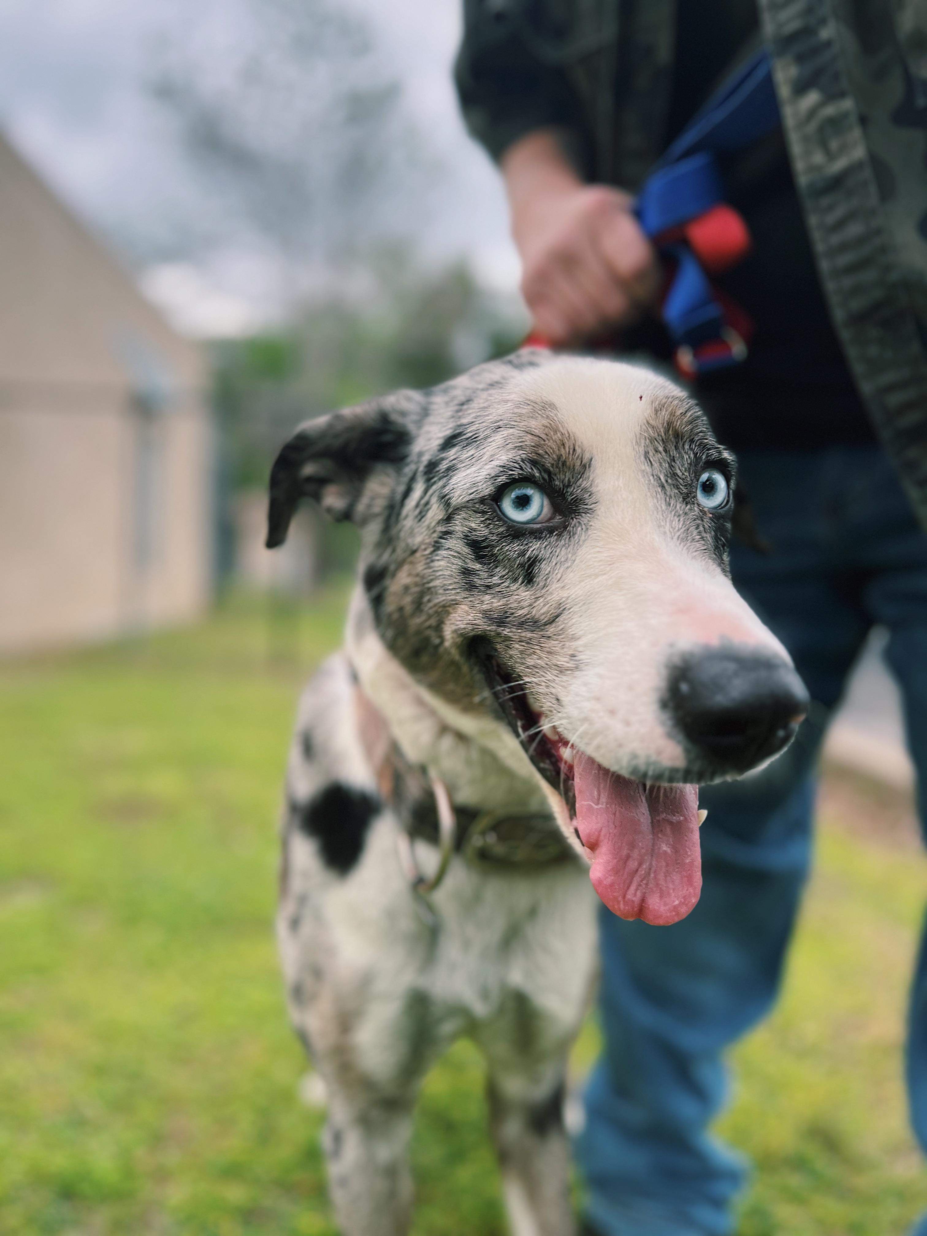 Enlarge Cookie, a ADOPTABLE mixed breed in Okmulgee, OK image 3/6