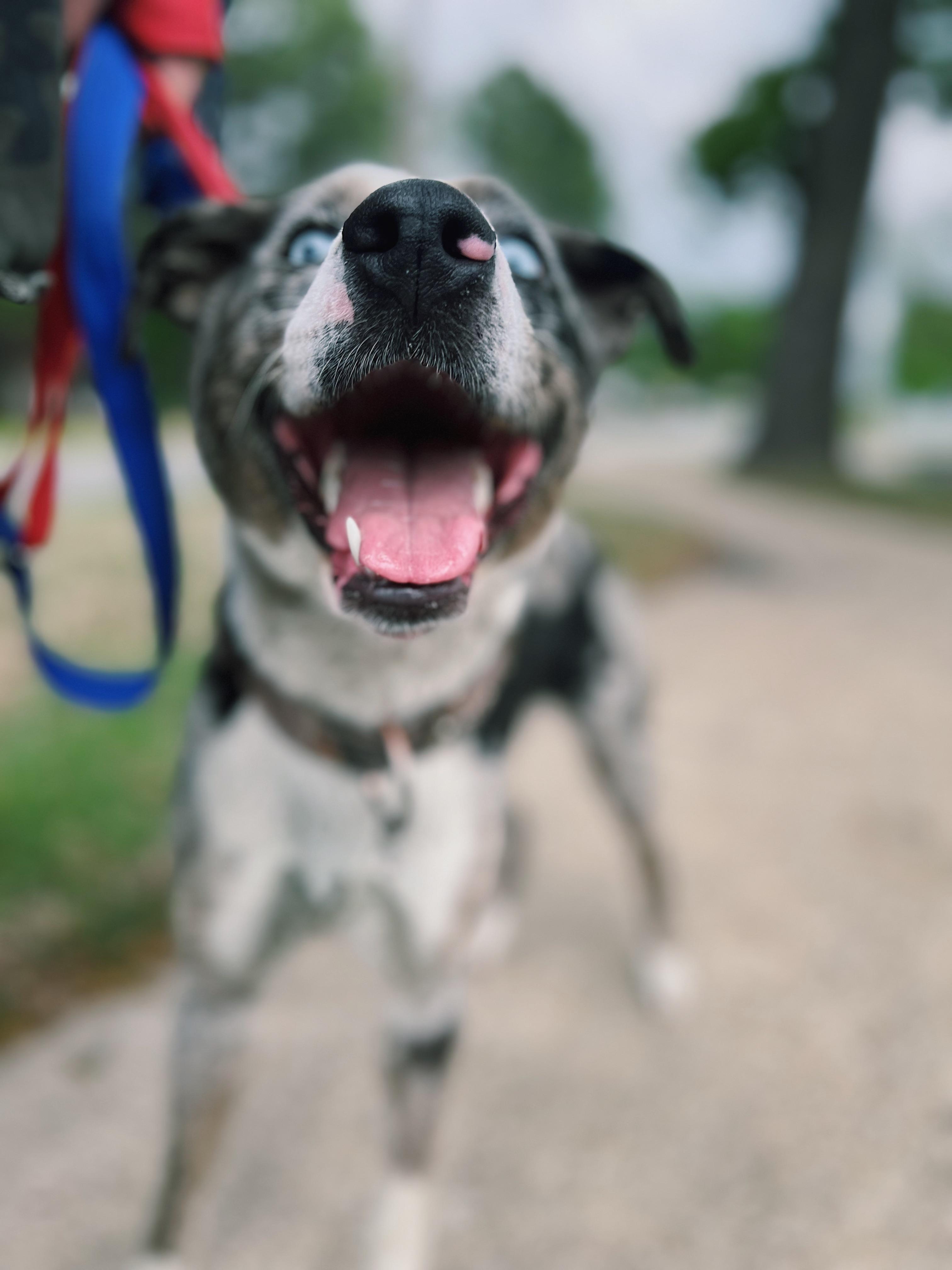 Enlarge Cookie, a ADOPTABLE mixed breed in Okmulgee, OK image 6/6
