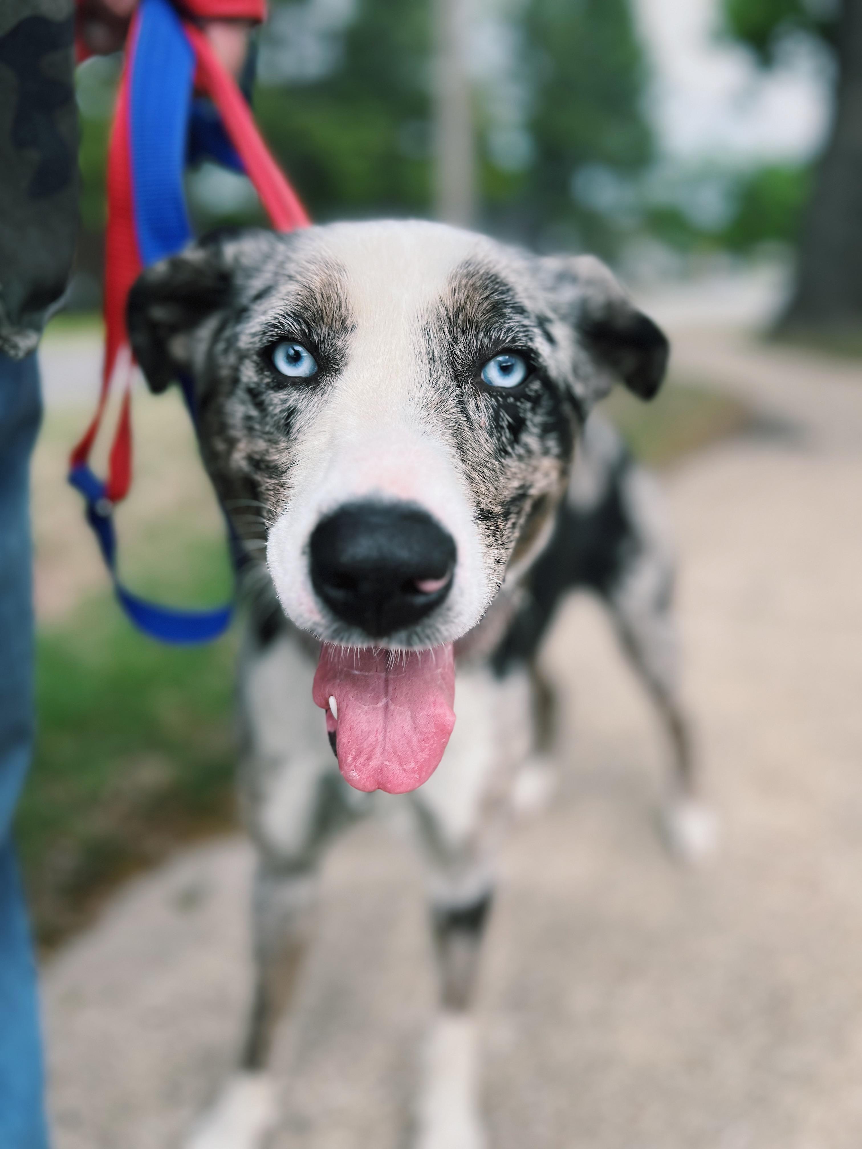 Cookie, ADOPTABLE, Young Female Catahoula Leopard Dog & Border Collie.
