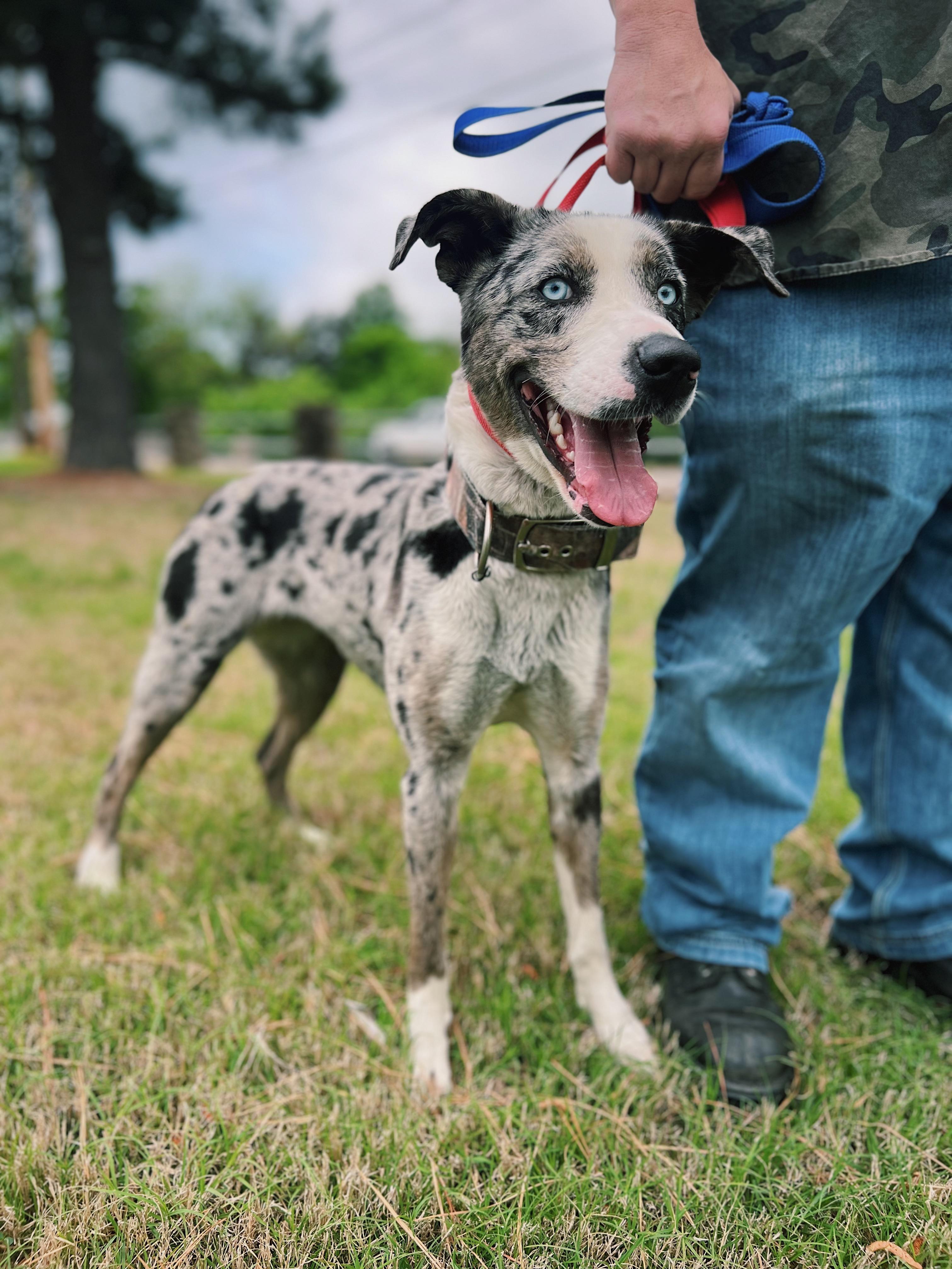 Enlarge Cookie, a ADOPTABLE mixed breed in Okmulgee, OK image 4/6