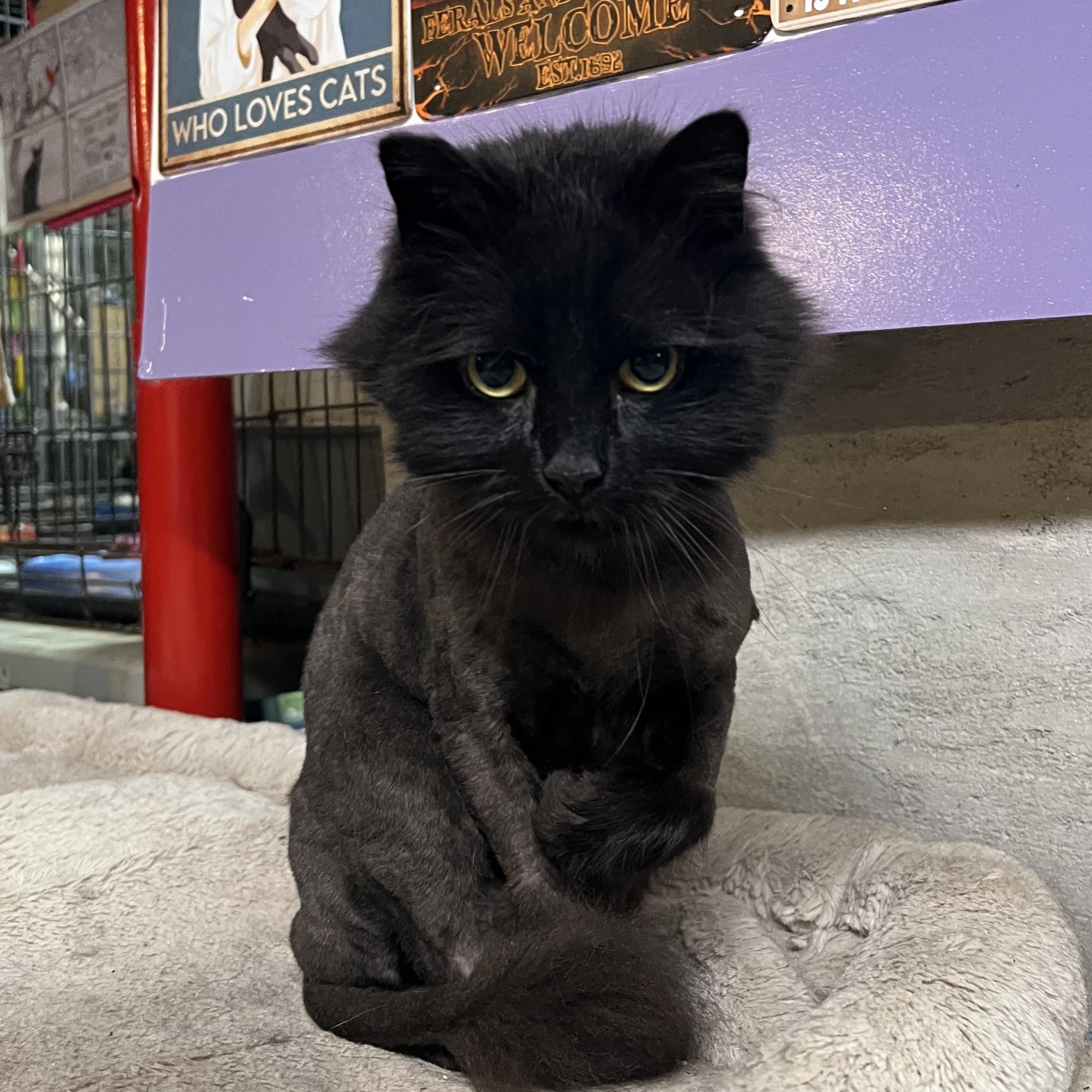 Enlarge Chaz, a ADOPTABLE Domestic Long Hair in Lisbon, CT image 1/1