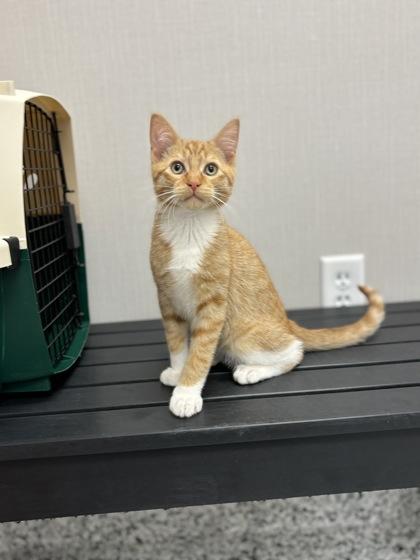 Ray, a Adoptable mixed breed in Fergus Falls, MN image 1/3