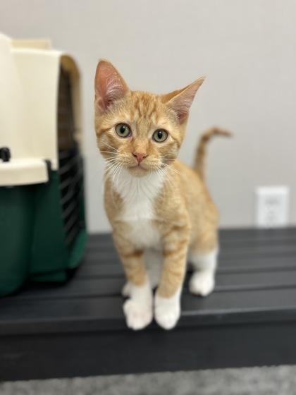Ray, a Adoptable mixed breed in Fergus Falls, MN image 2/3