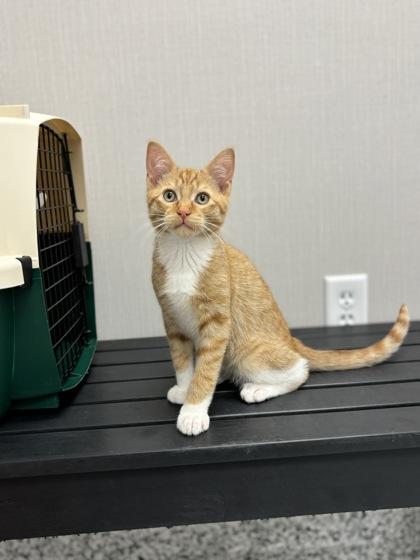 Ray, a Adoptable mixed breed in Fergus Falls, MN image 3/3