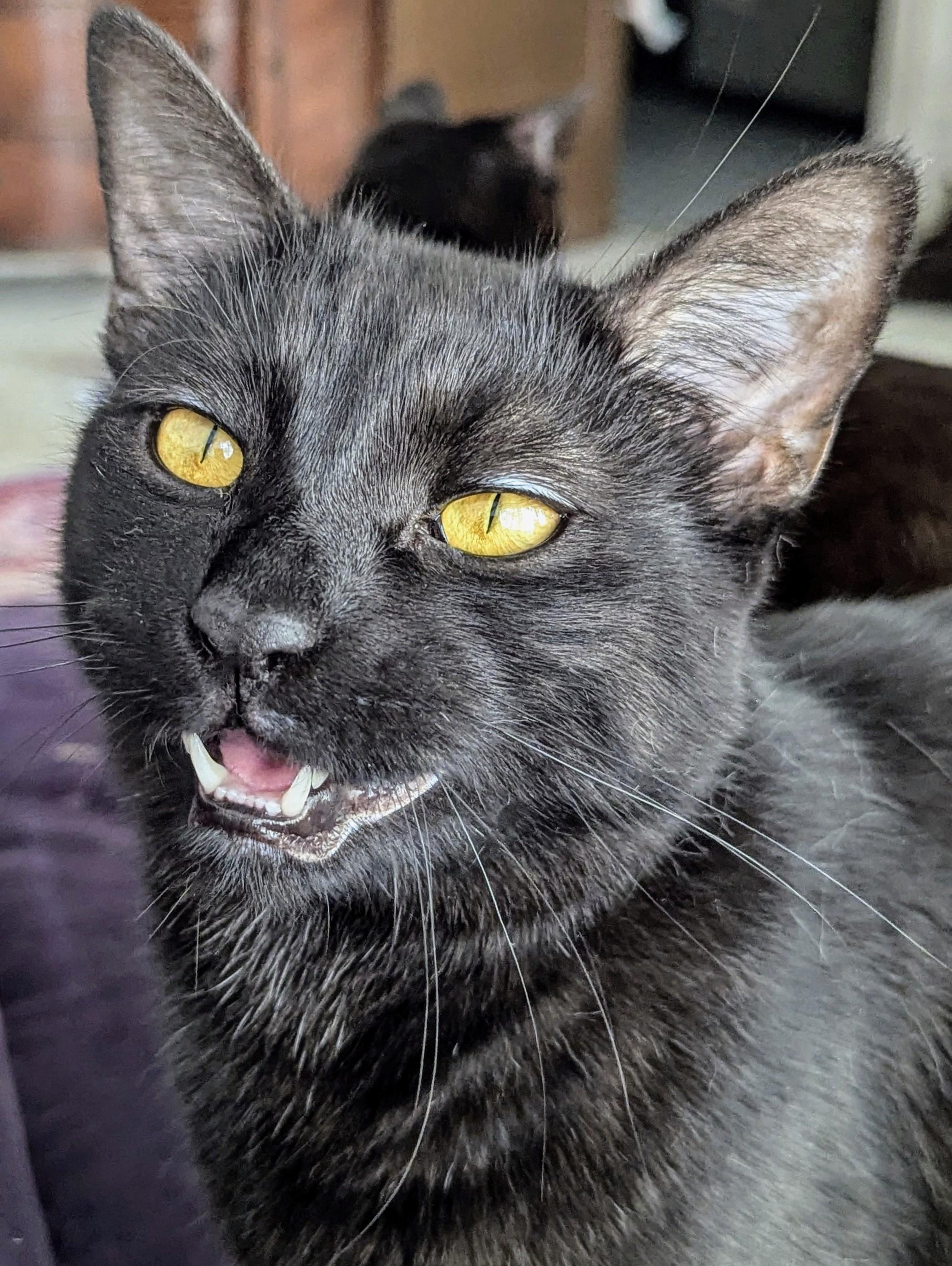 Claude