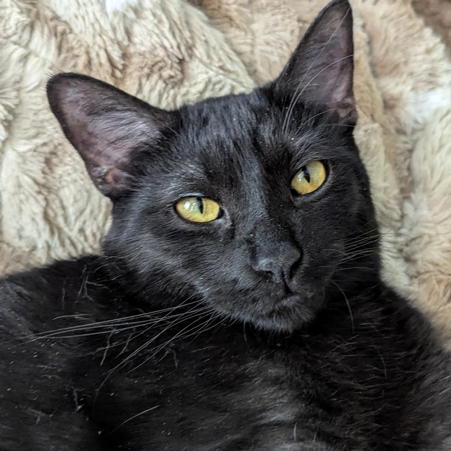 Claude 4
