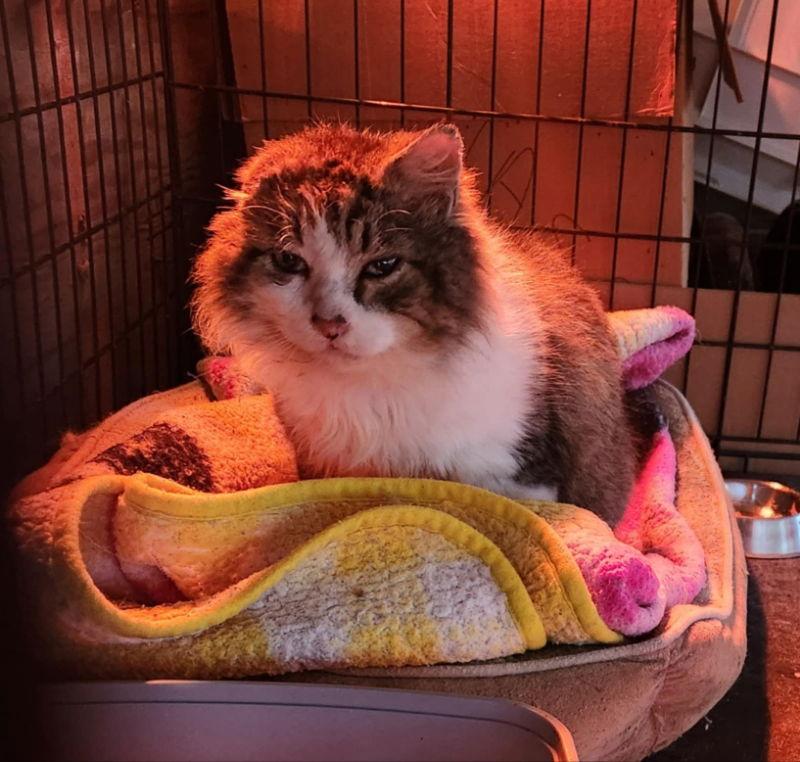 Enlarge Job, a Adopted mixed breed in Pineville, LA image 1/2