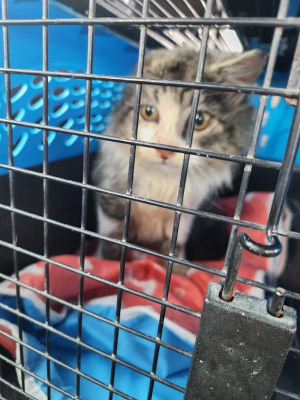 Enlarge Job, a Adopted mixed breed in Pineville, LA image 2/2