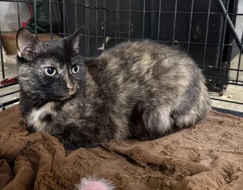 Zinnia, a ADOPTABLE Tortoiseshell in Johnson City, TN image 3/3