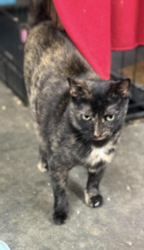 Zinnia, a ADOPTABLE Tortoiseshell in Johnson City, TN image 2/3