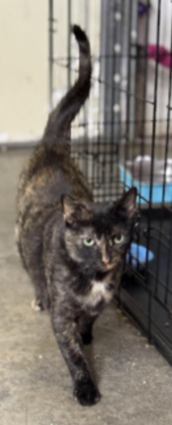 Zinnia, a ADOPTABLE Tortoiseshell in Johnson City, TN image 1/3
