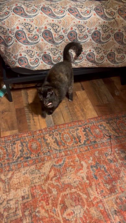 Enlarge Zinnia, a ADOPTABLE Tortoiseshell in Johnson City, TN video 4/4