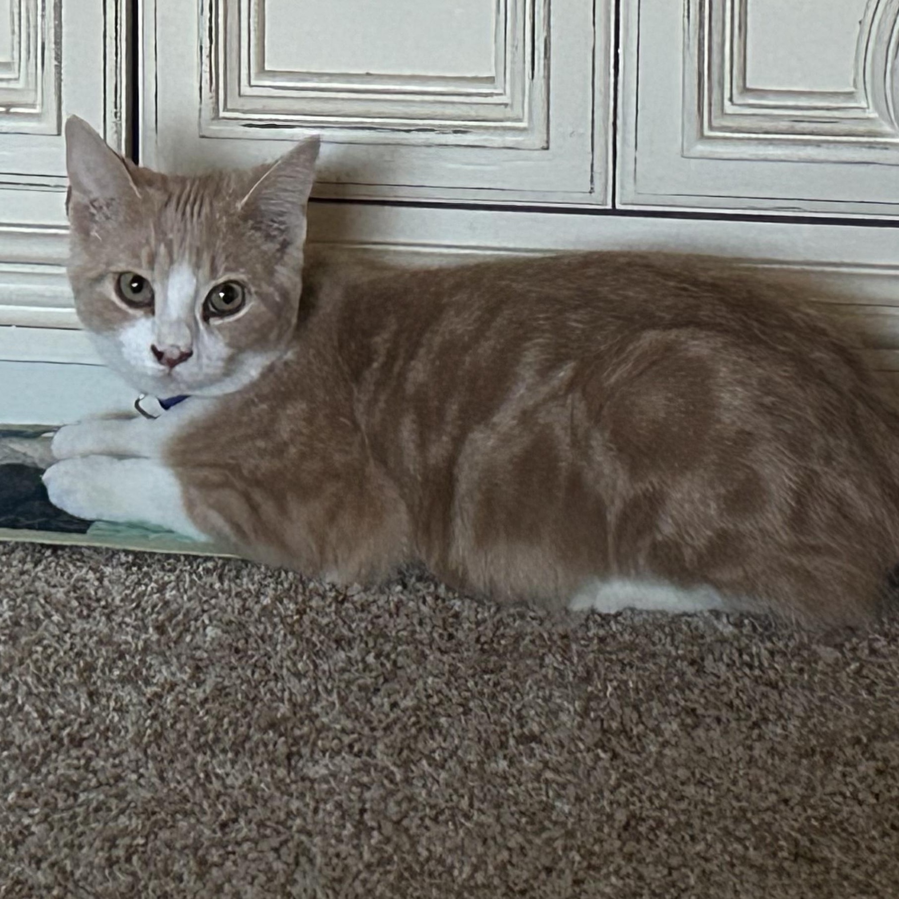 Enlarge Sebastian , an adopted mixed breed in Andover, MN image 2/6