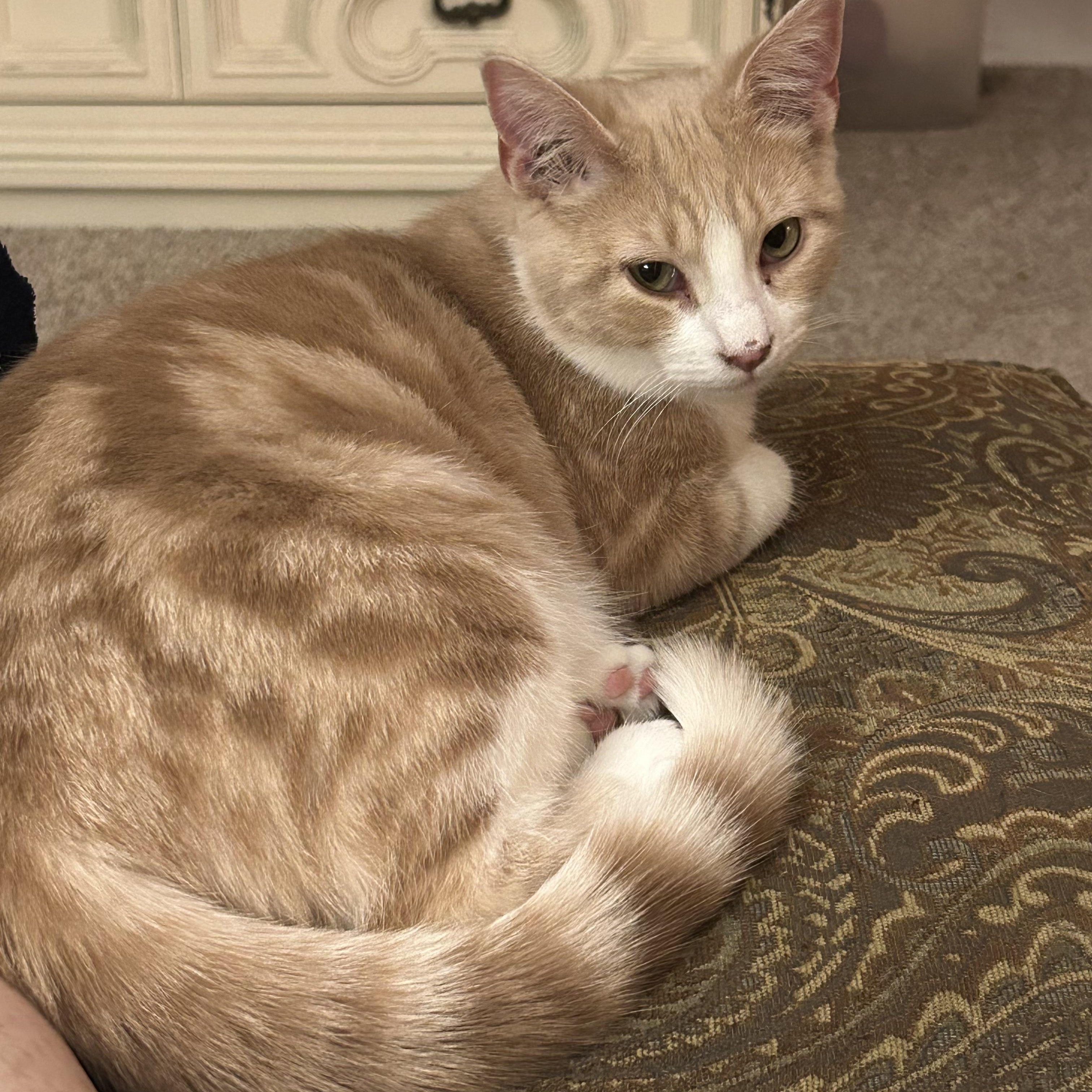 Sebastian , adopted, Young Male Tabby & Domestic Short Hair.