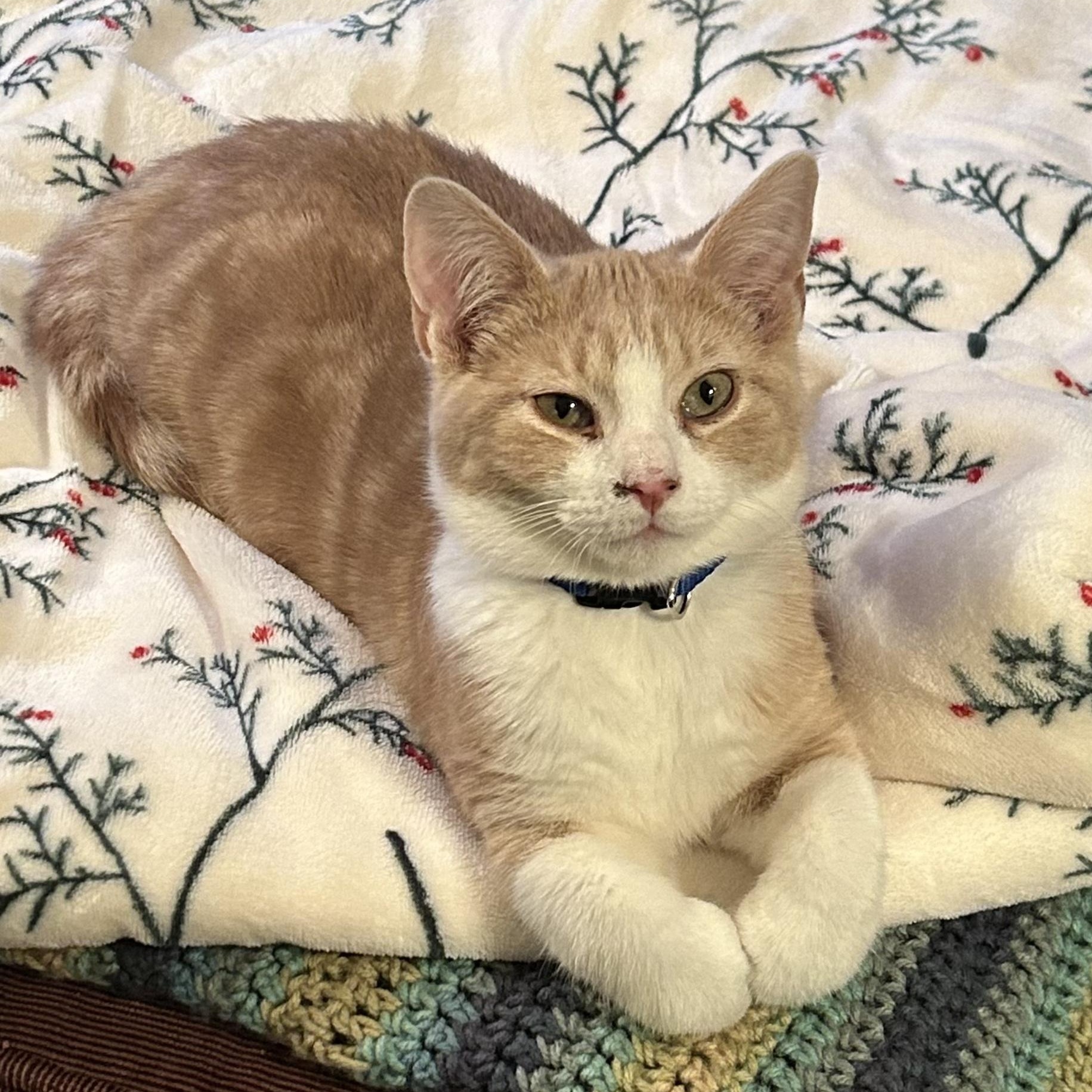 Enlarge Sebastian , an adopted mixed breed in Andover, MN image 5/6