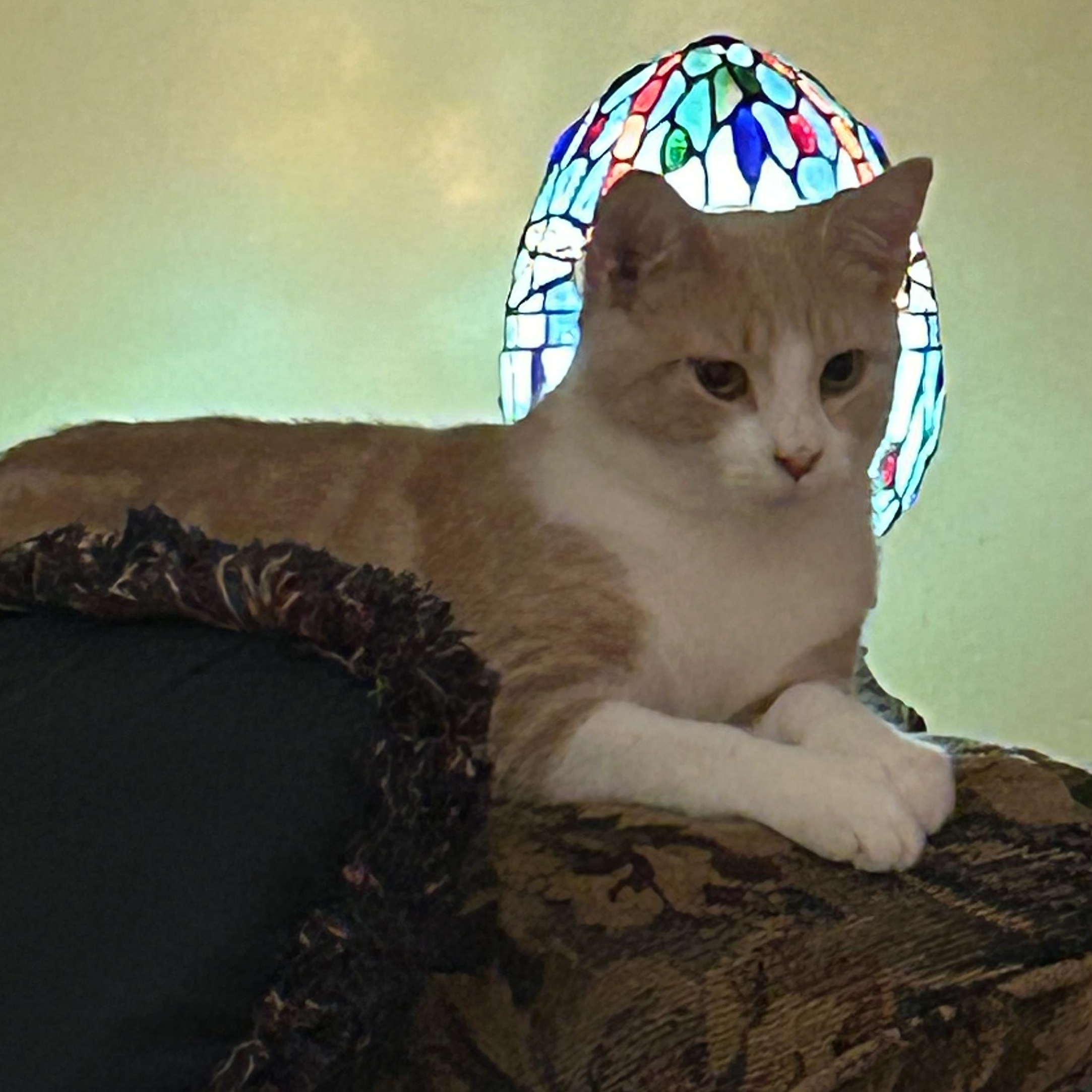 Enlarge Sebastian , an adopted mixed breed in Andover, MN image 6/6