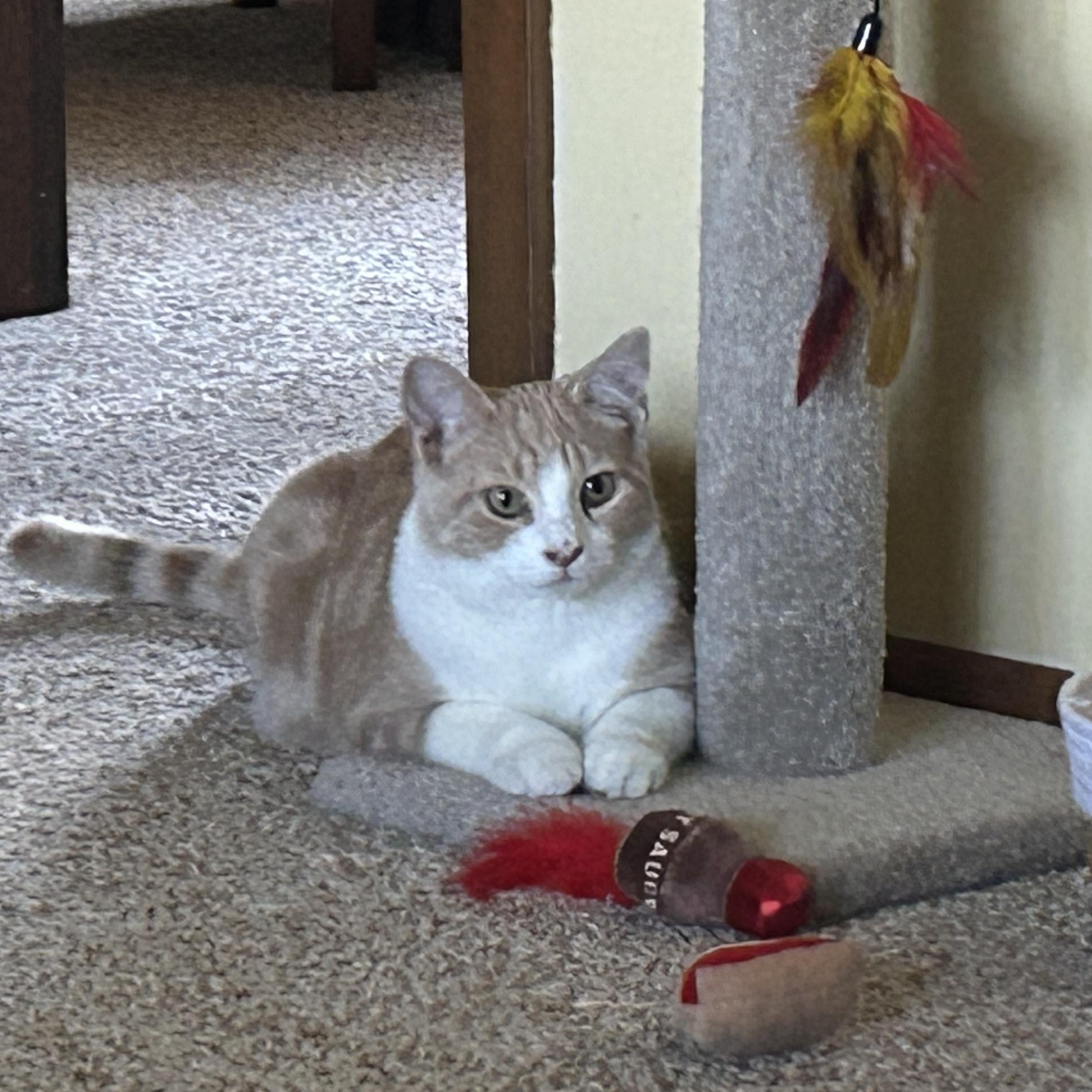 Enlarge Sebastian , an adopted mixed breed in Andover, MN image 4/6