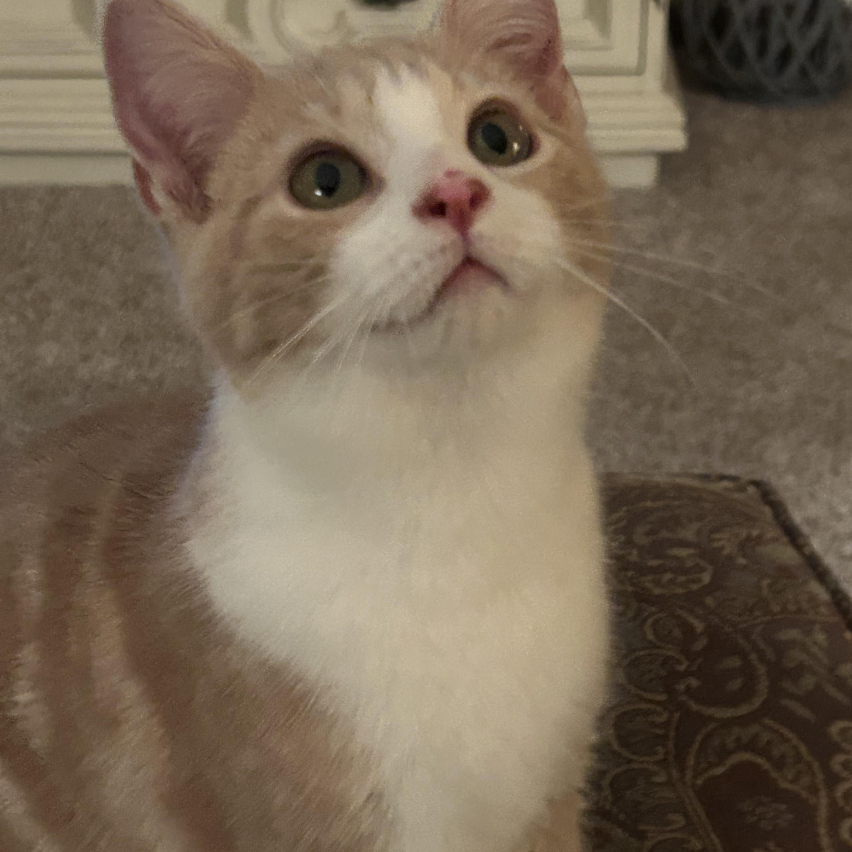 Enlarge Sebastian , an adopted mixed breed in Andover, MN image 3/6
