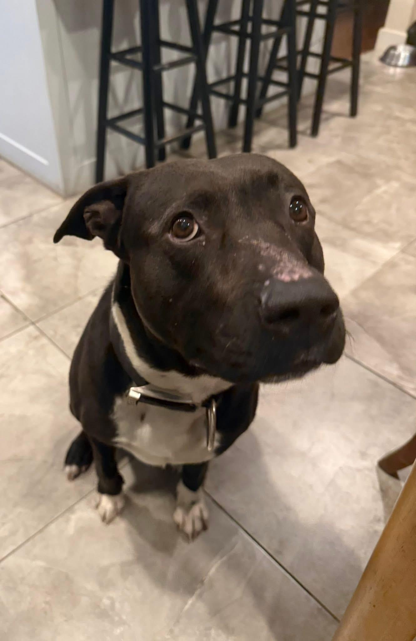 Nash, a ADOPTABLE mixed breed in Southlake, TX image 5/5