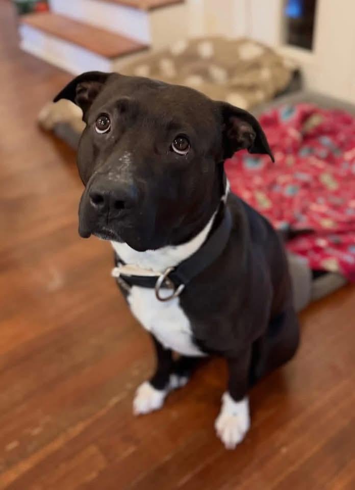 Nash, a ADOPTABLE mixed breed in Southlake, TX image 1/5