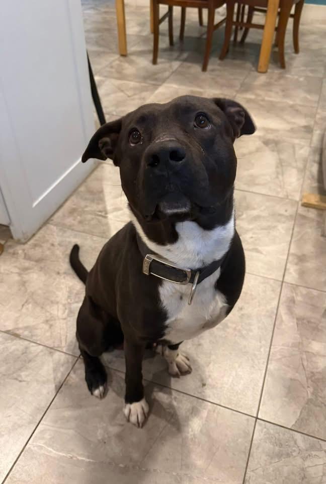 Nash, a ADOPTABLE mixed breed in Southlake, TX image 3/5