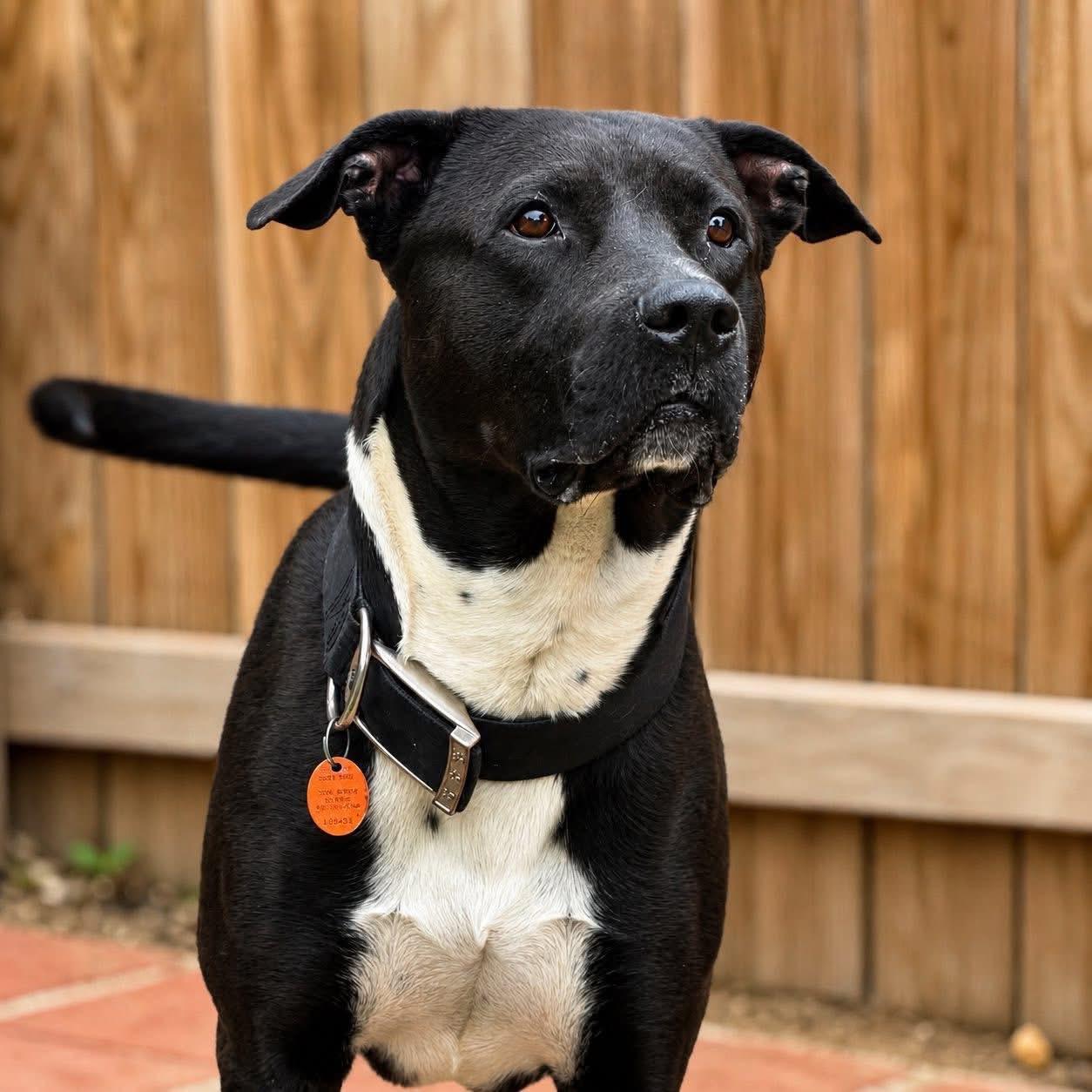 Nash, a ADOPTABLE mixed breed in Southlake, TX image 4/5