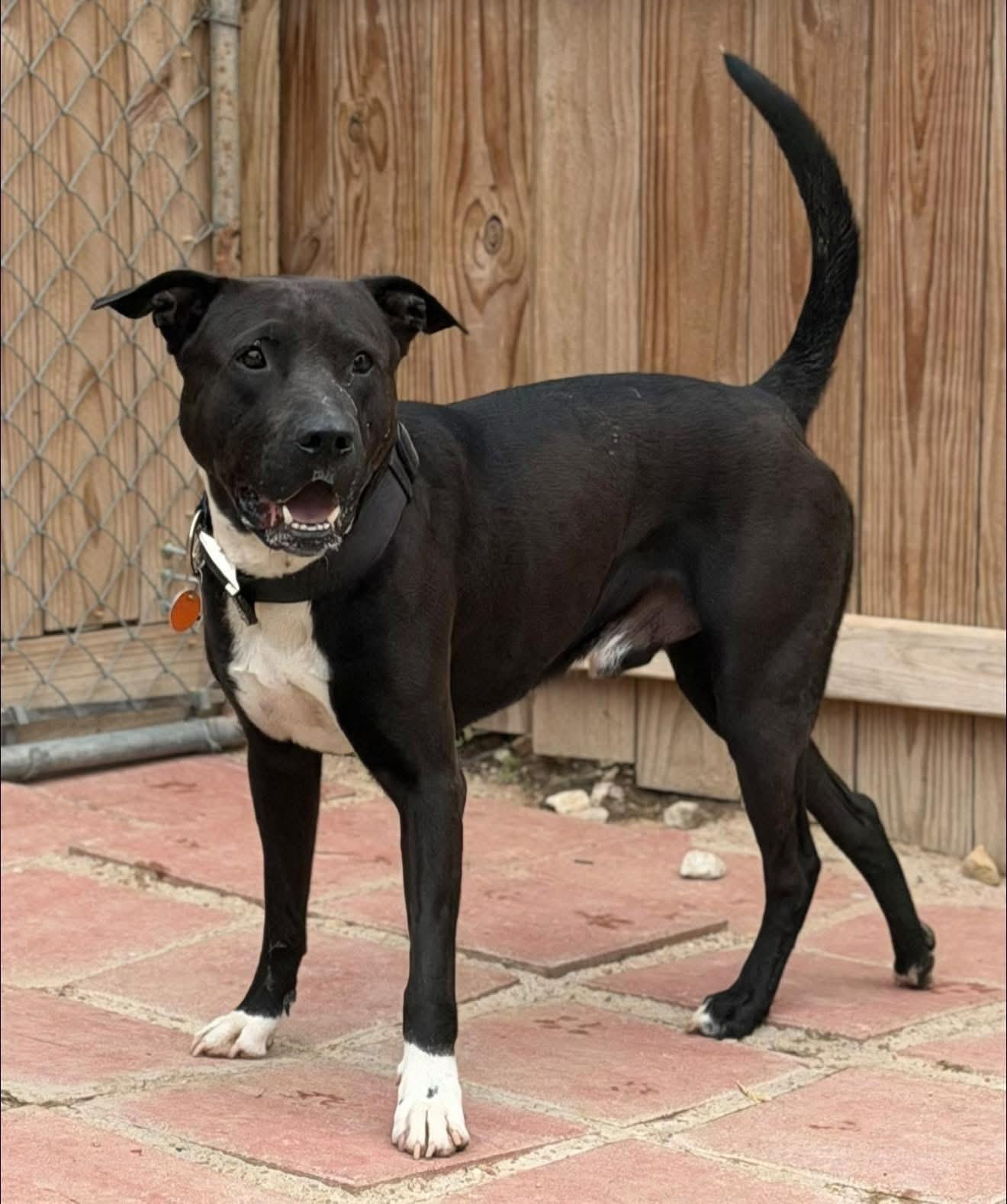 Nash, a ADOPTABLE mixed breed in Southlake, TX image 2/5