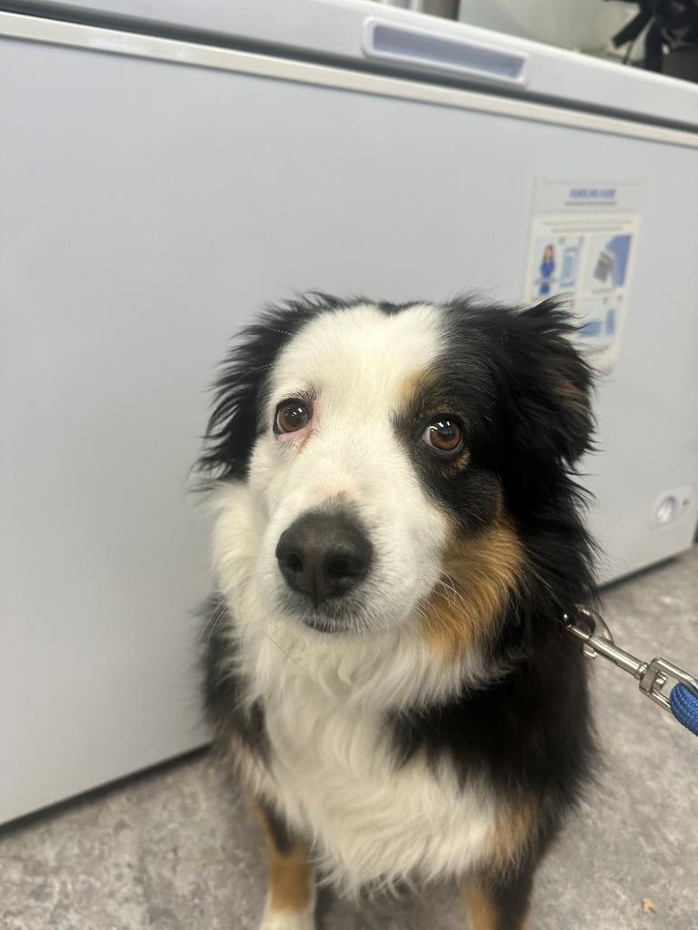 Louie, Adoptable, Adult Male Australian Shepherd.