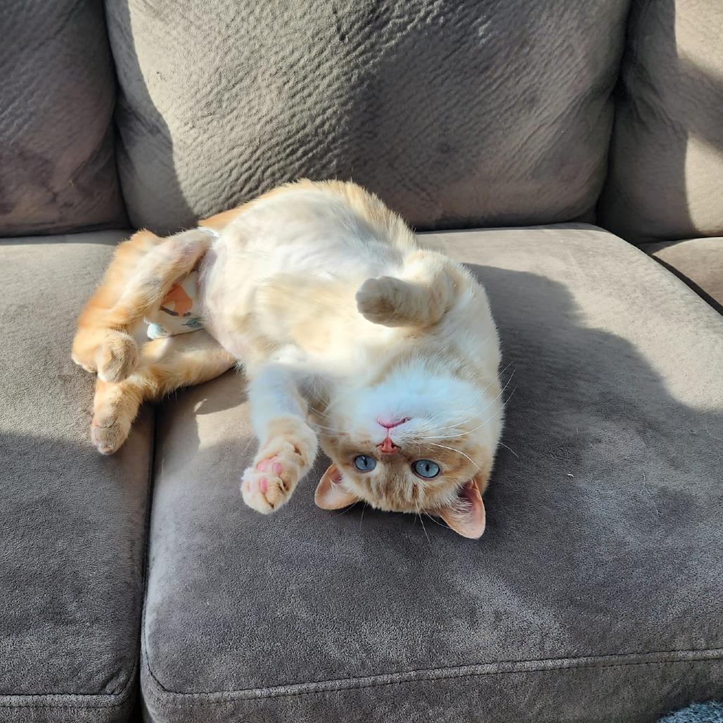 Enlarge Honey Bee, a Adoptable mixed breed in St. Paul, MN image 2/5