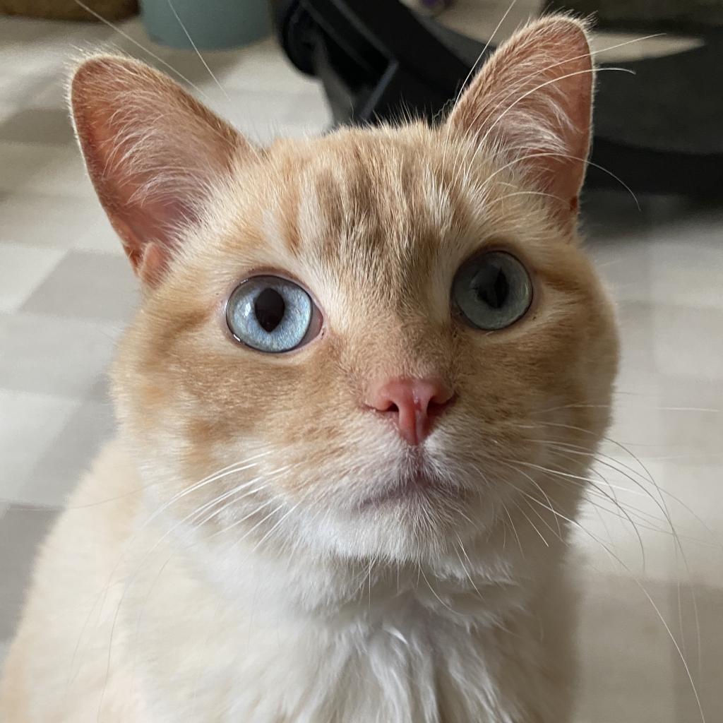 Enlarge Honey Bee, a Adoptable mixed breed in St. Paul, MN image 3/3