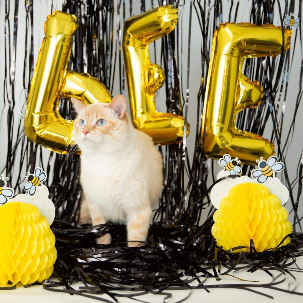 Enlarge Honey Bee, a Adoptable mixed breed in St. Paul, MN image 5/5