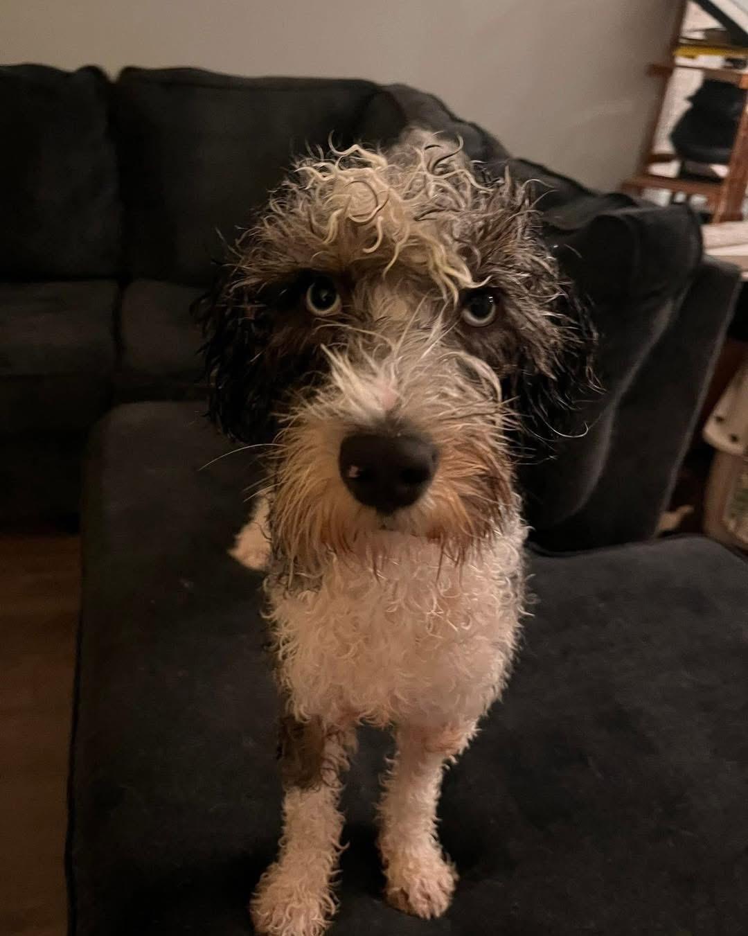 Nate, an adoptable Sheepadoodle in Lethbridge, AB, T1K 7V5 | Photo Image 1