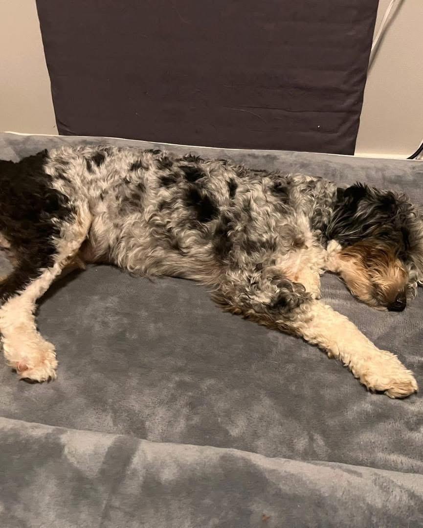 Nate, an adoptable Sheepadoodle in Lethbridge, AB, T1K 7V5 | Photo Image 2