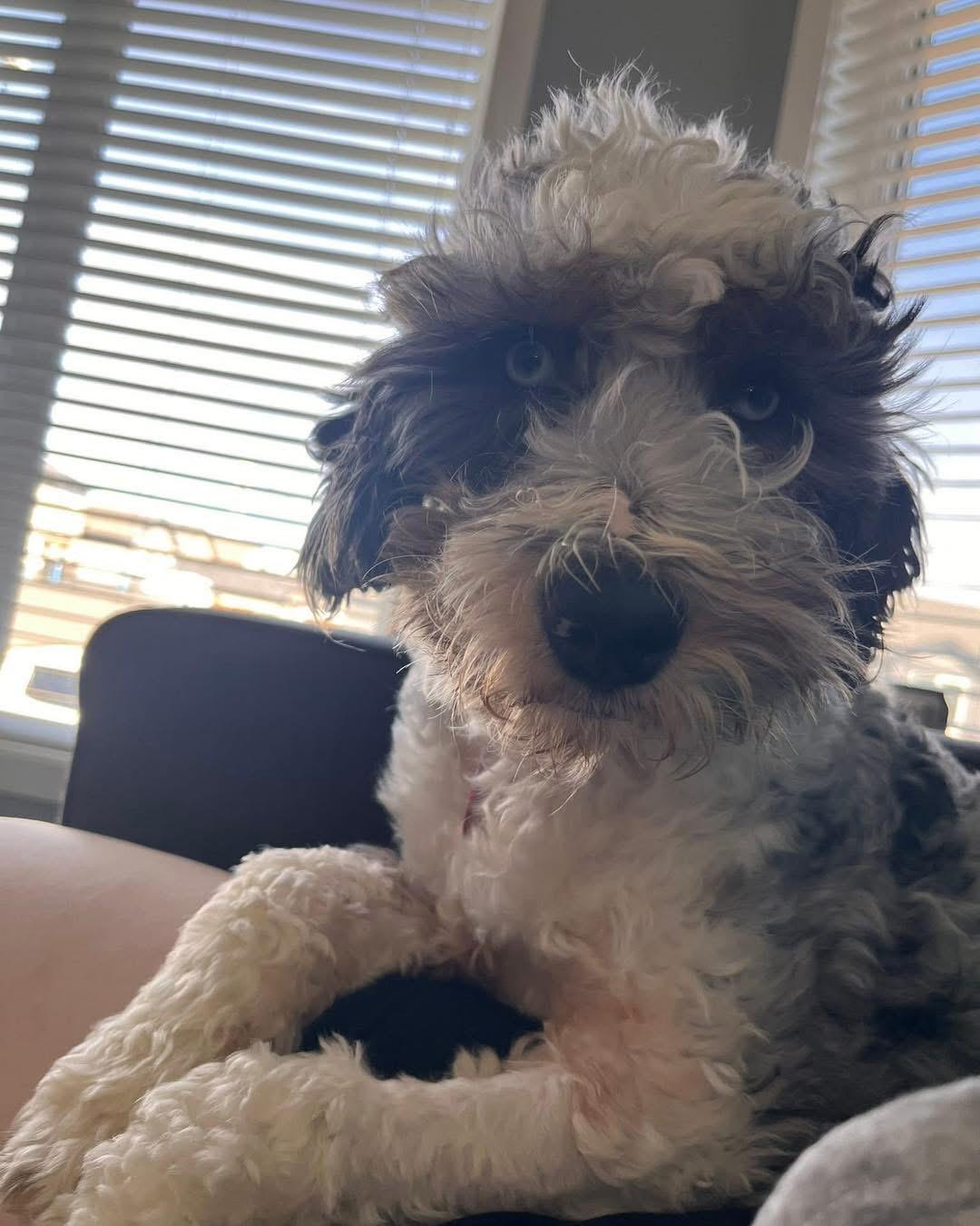 Nate, an adoptable Sheepadoodle in Lethbridge, AB, T1K 7V5 | Photo Image 3