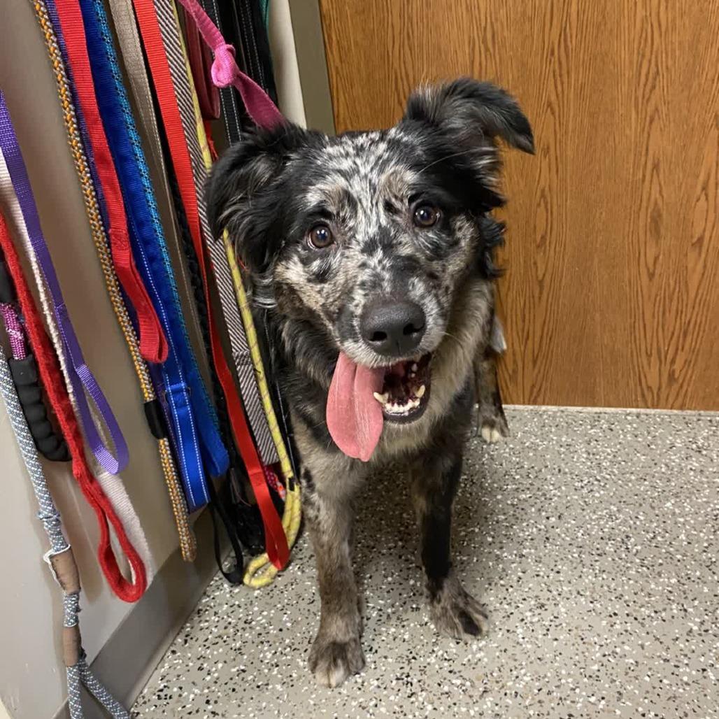 Enlarge Beverly, a Adoptable mixed breed in Norfolk, NE image 1/1