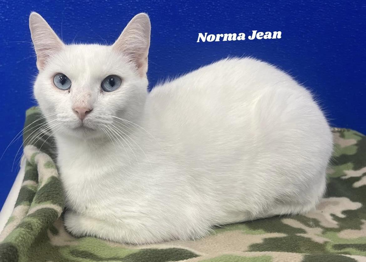 Norma Jean, a ADOPTABLE mixed breed in Dunkirk, NY image 1/3