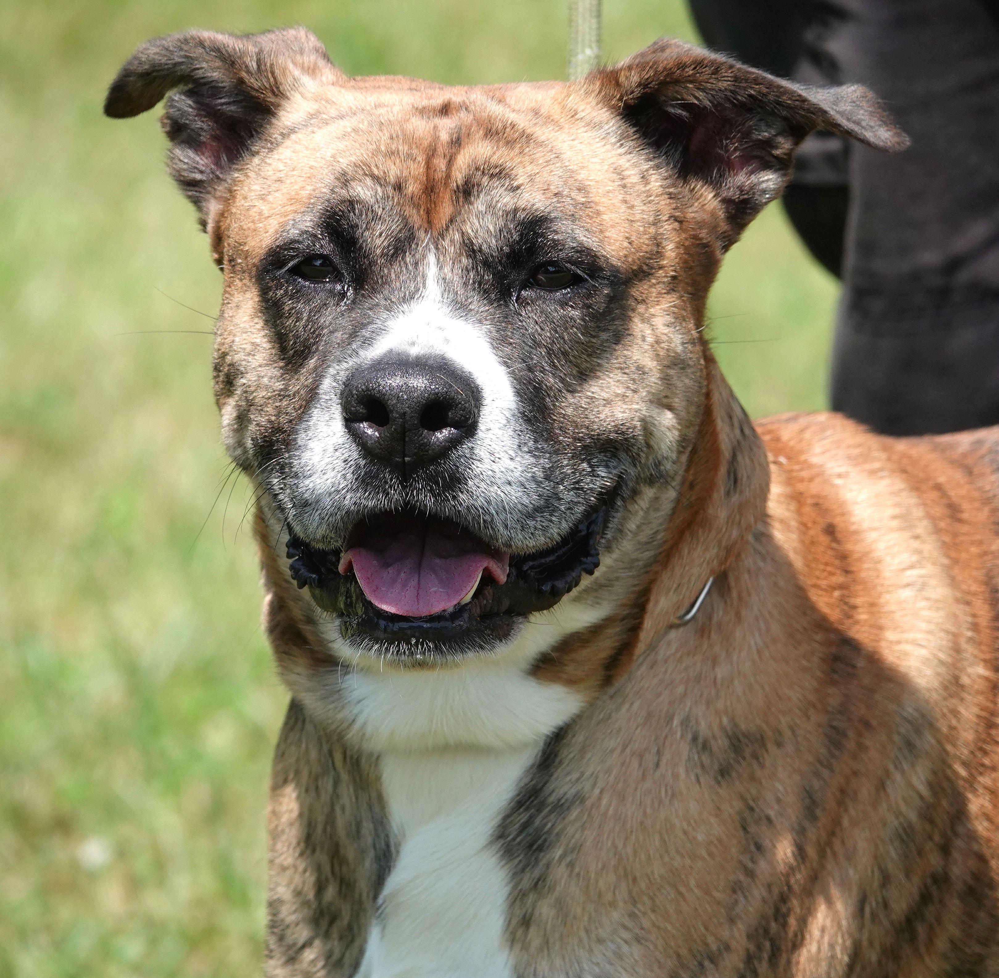 Boone - UPDATED, a Adoptable mixed breed in Millfield, OH image 1/4