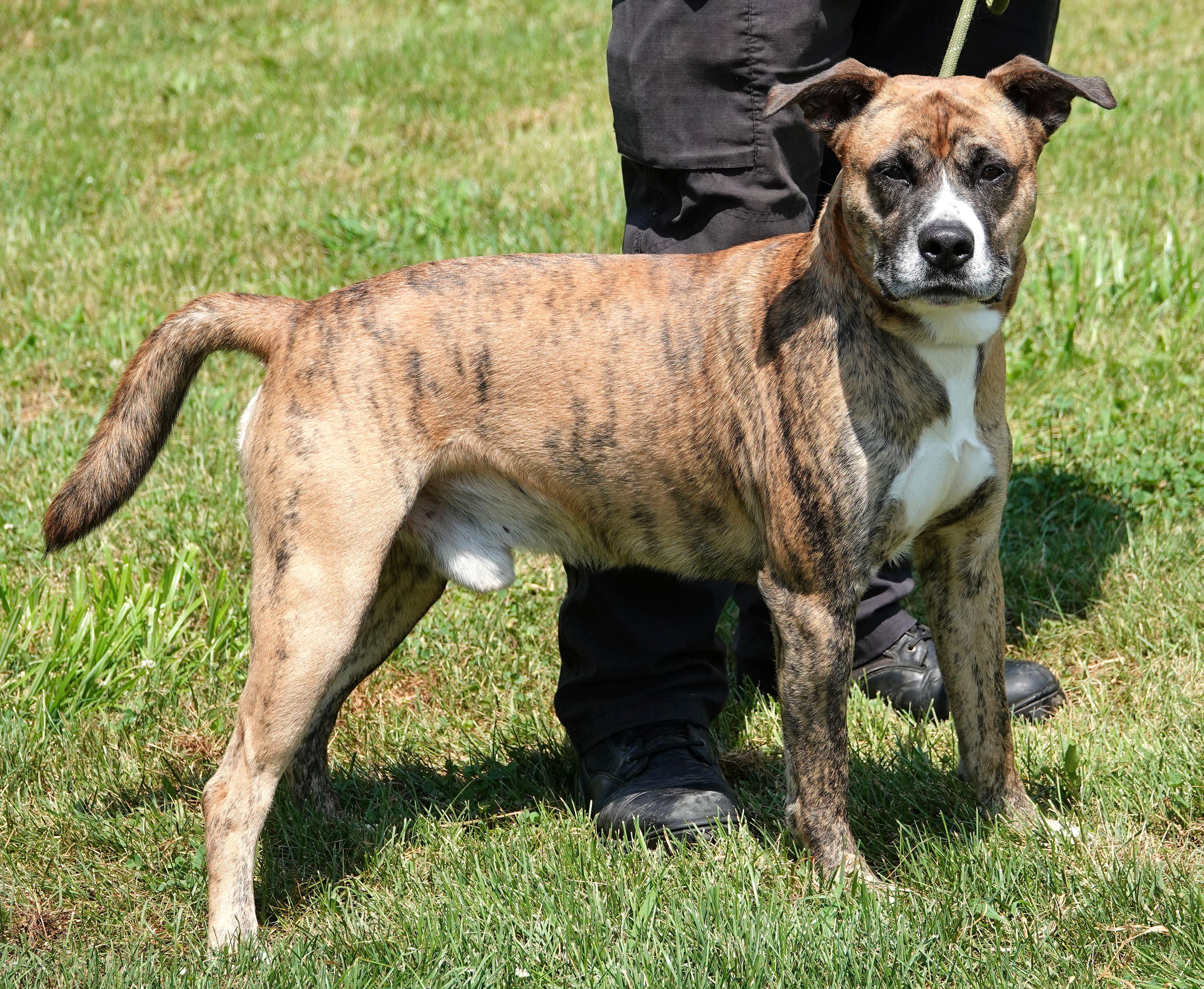 Boone - UPDATED photo