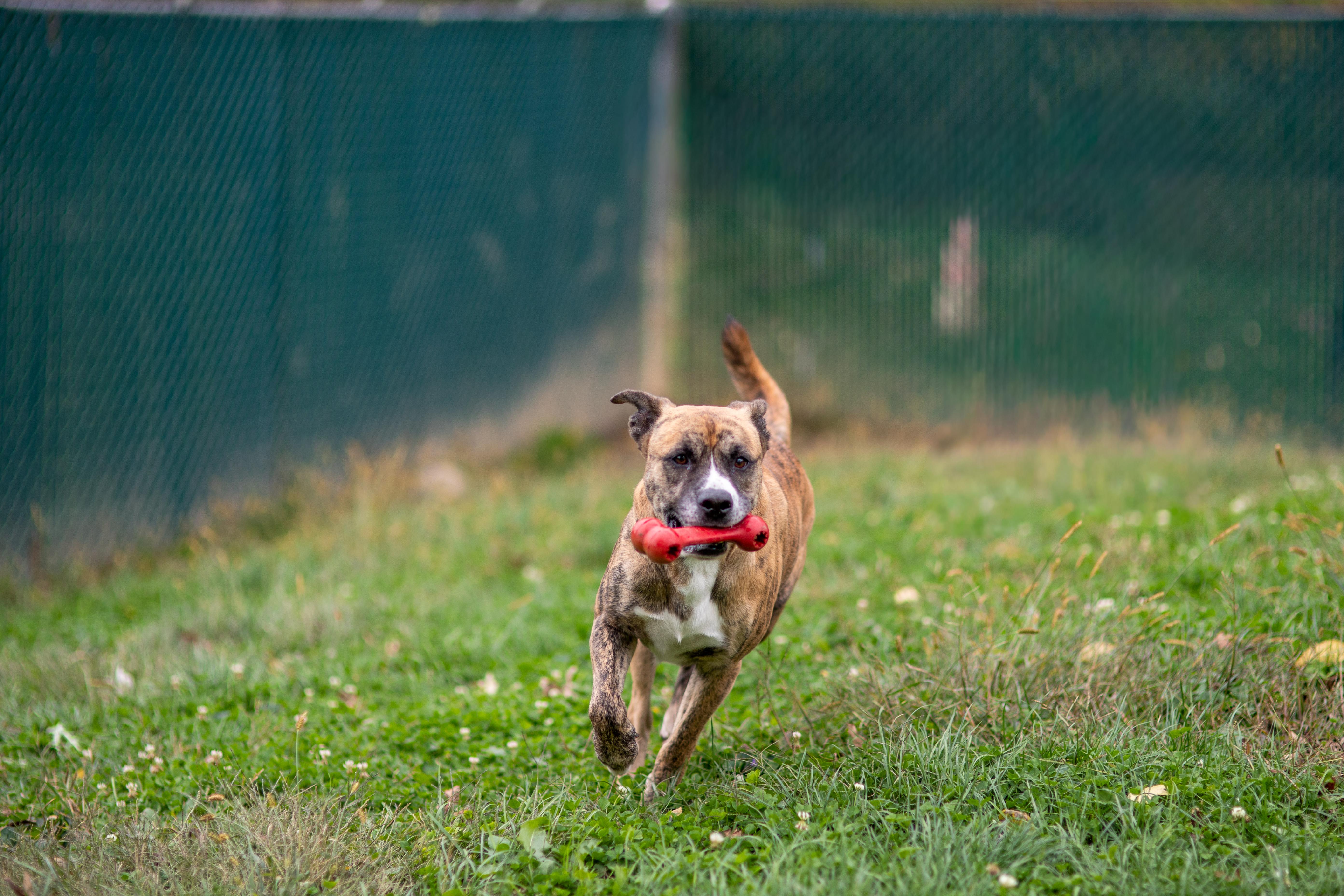 Boone - UPDATED photo