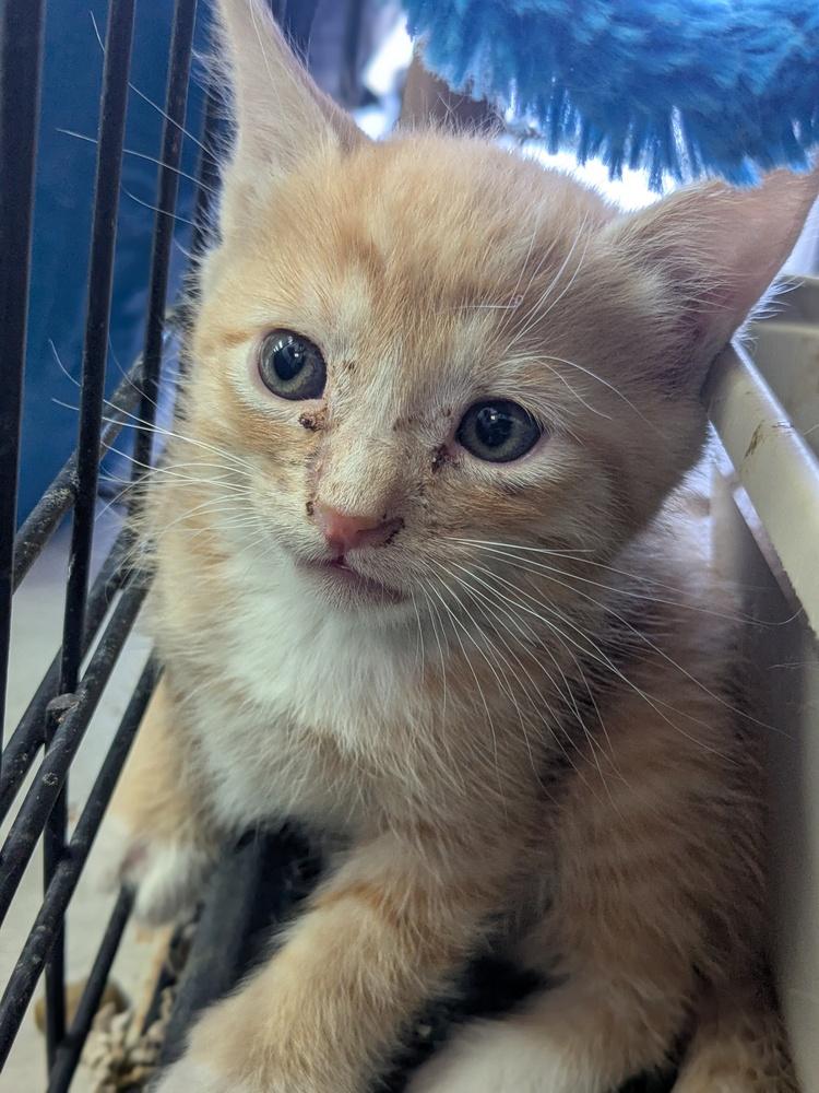 Eustace, Adoptable, Kitten Male Domestic Short Hair.