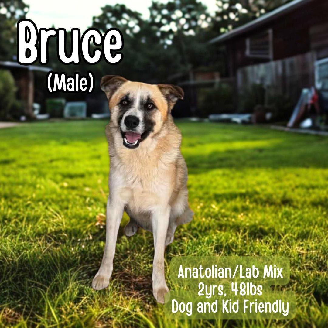 Bruce, ADOPTABLE, Young Male Anatolian Shepherd & Labrador Retriever.