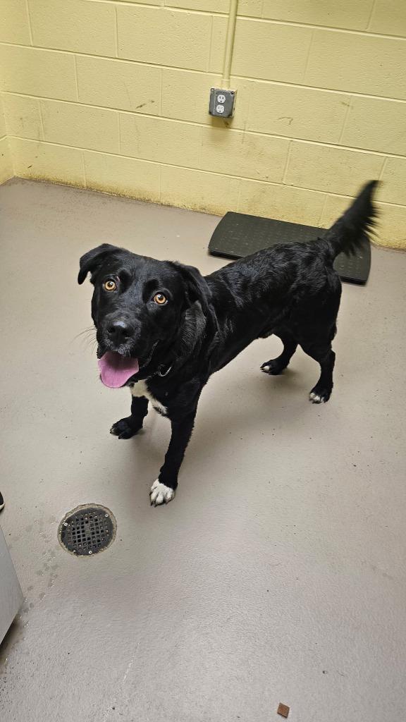 Enlarge MOO MOO MCZOOM, a Adoptable mixed breed in Crossville, TN image 1/1