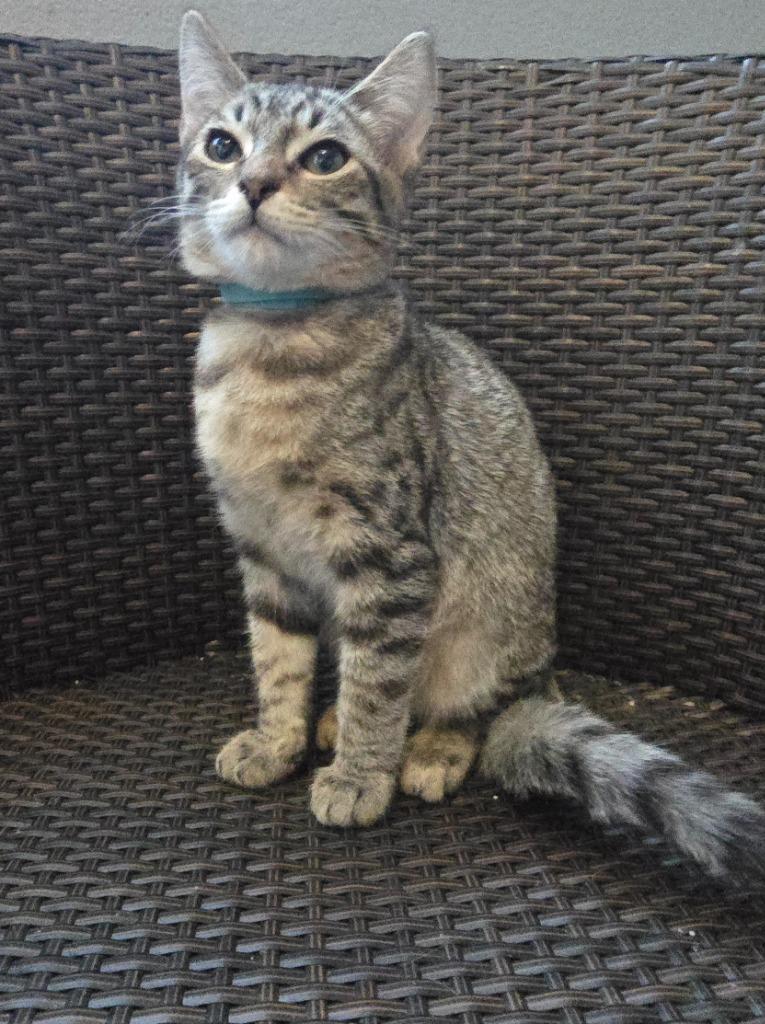 Jack, Adoptable, Young Male Domestic Short Hair.