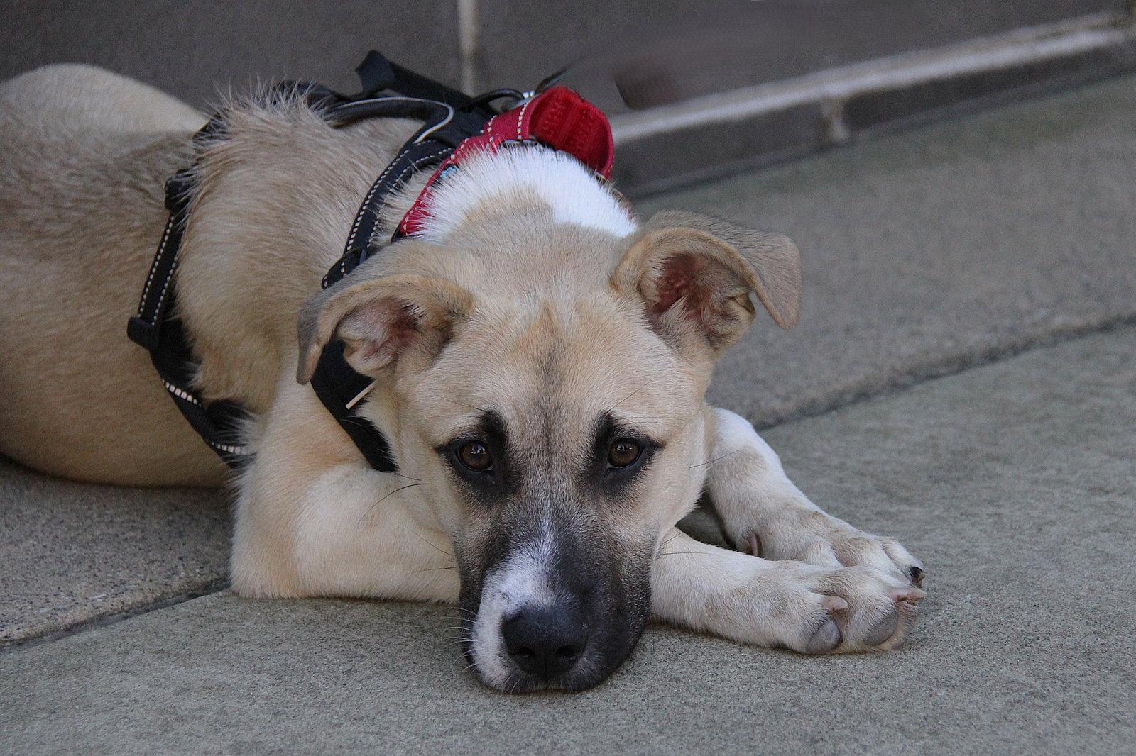 Ethel, Adoptable, Puppy Female Husky.