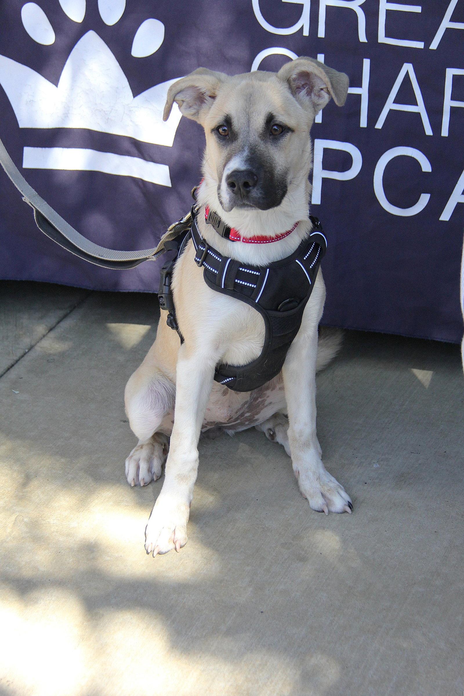 Enlarge Ethel, a Adoptable Husky in Charlotte, NC image 2/3