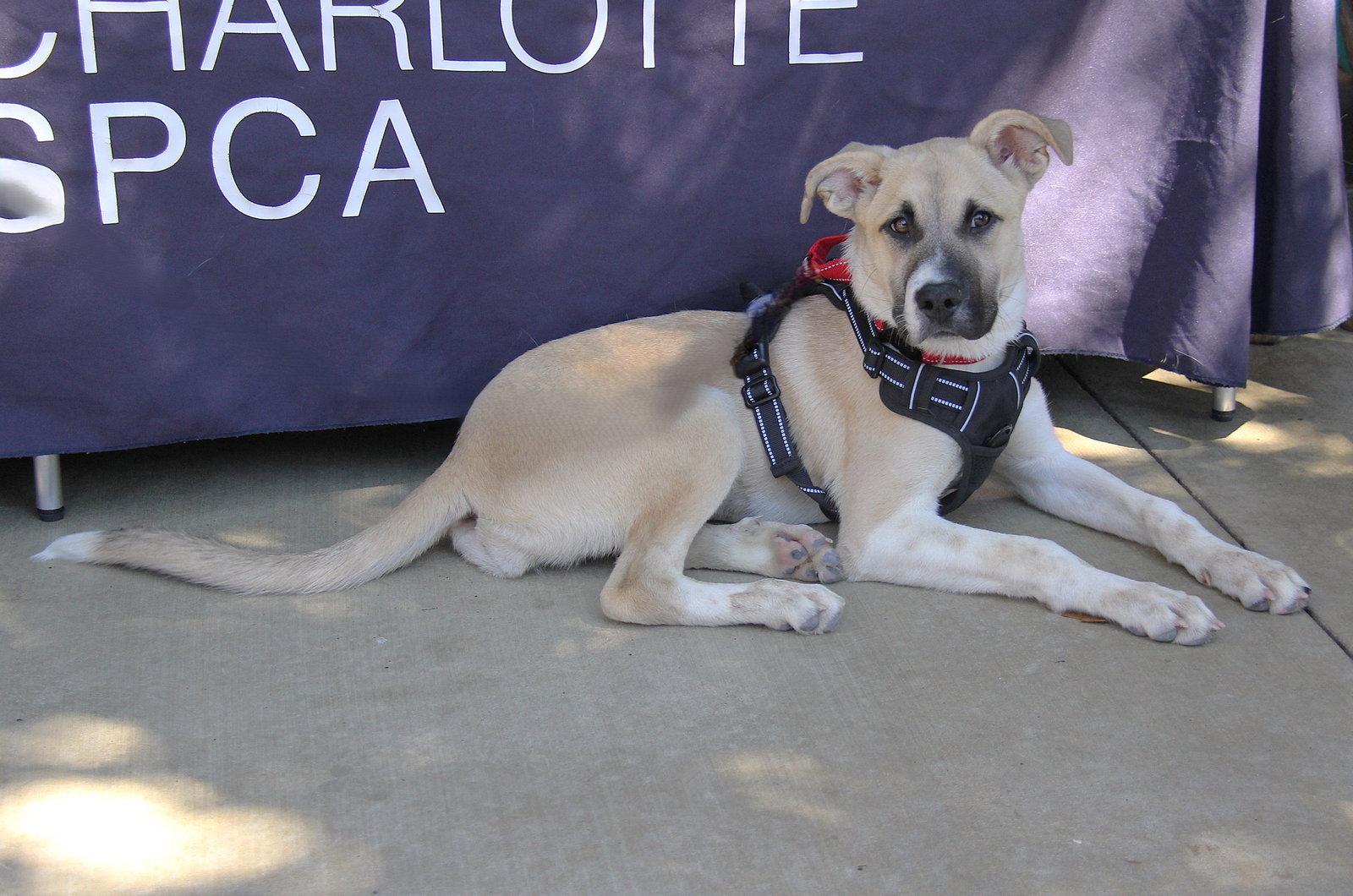 Enlarge Ethel, a Adoptable Husky in Charlotte, NC image 3/3