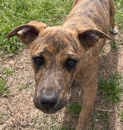 Bella~The adoption fee on this pet has been waived!
