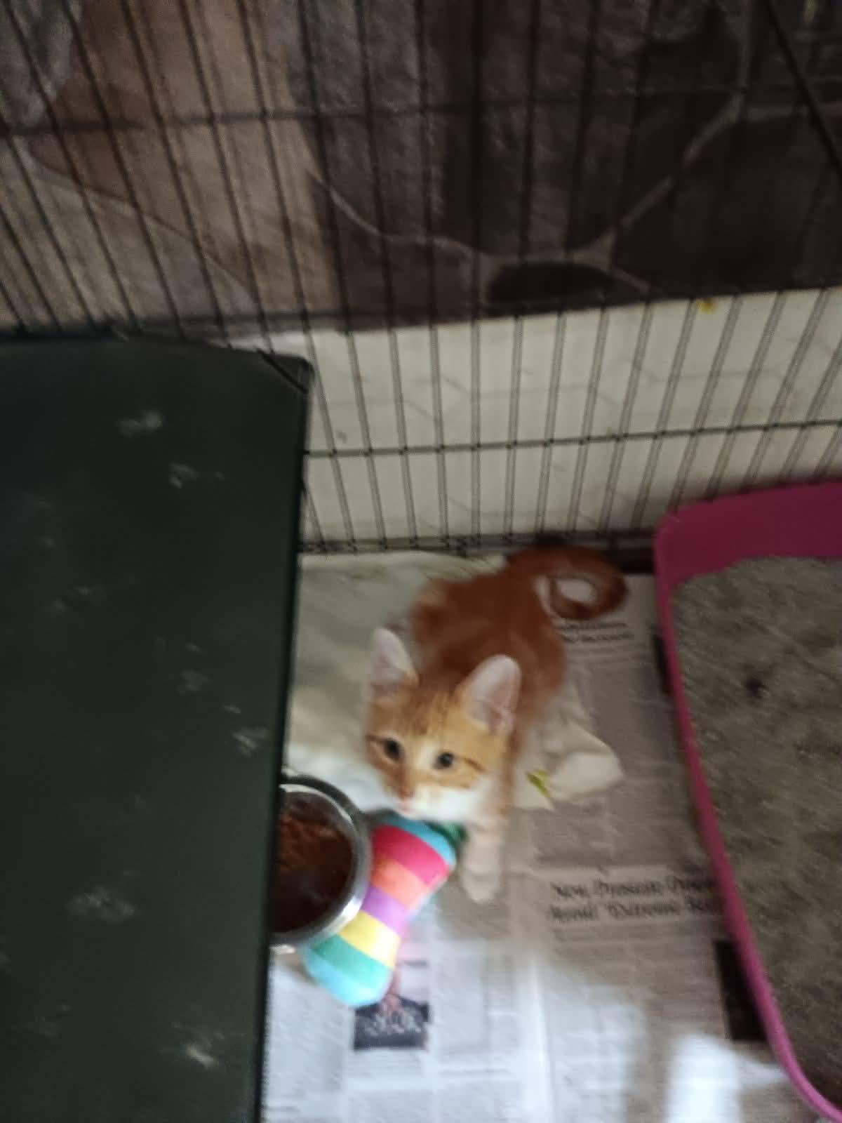 Enlarge Orville, a ADOPTABLE Domestic Medium Hair in Monticello, IN image 2/2